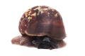 Oligospira waltoni Deniyaya, Sri Lanka juvenil F1